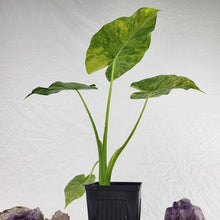 Load image into Gallery viewer, Alocasia Gageana Aurea, Exact Plant Variegated
