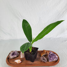 Load image into Gallery viewer, Philodendron Campii Lynette 4" pot, ships nationwide
