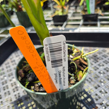 Load image into Gallery viewer, Anthurium Anuenue Obake Bicolor pink/green Fedex 2day