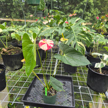 Load image into Gallery viewer, Anthurium Shibori, Exact Plant Variegated