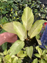 Load image into Gallery viewer, Philodendron Snowdrift Variegated 2.5" pot, Fedex 2day*