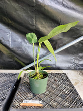 Load image into Gallery viewer, Anthurium Spectabile, Exact Plant Ships Nationwide