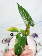 Load image into Gallery viewer, Anthurium Cupulispathum X Pedatum 4" pot, Fedex 2day*