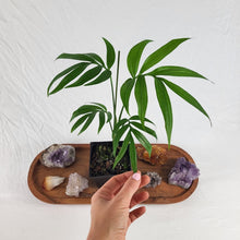 Load image into Gallery viewer, Monstera Subpinnata 4" pot, Fedex 2day*