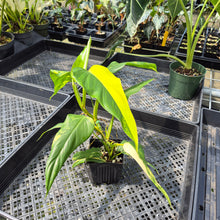 Load image into Gallery viewer, Philodendron Domesticum Variegated exact plant, Fedex 2day*