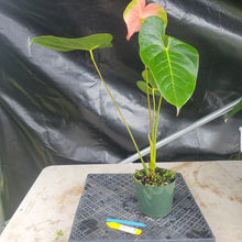Load image into Gallery viewer, Anthurium Anuenue Obake bicolor, pink/ green, Exact Plant, ship nationalwide