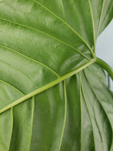 Load image into Gallery viewer, Propinquum, exact plant, Anthurium, ships nationwide
