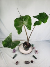 Load image into Gallery viewer, Stingray, Large, Exact Plant, Alocasia