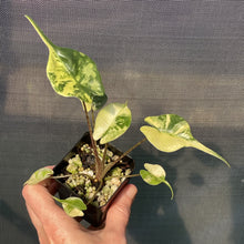 Load image into Gallery viewer, Alocasia Stingray Aurea Variegated exact plant, Fedex 2day*