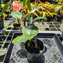 Load image into Gallery viewer, Philodendron White Knight Variegated exact plant, Fedex 2day*