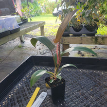 Load image into Gallery viewer, Philodendron Florida Bronze, Exact Plant Ships Nationwide