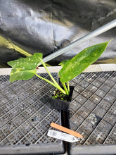 Load image into Gallery viewer, Philodendron Jose Buono, Exact Plant Variegated Ships Nationwide