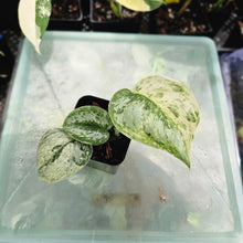 Load image into Gallery viewer, Scindapsus Peasun, Exact Plant Variegated Ships Nationwide