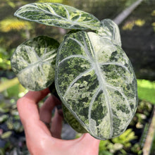 Load image into Gallery viewer, Alocasia Ninja Tricolor Splash, Black Velvet Variegated 2.5" pot, Fedex 2day*
