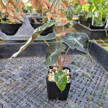 Load image into Gallery viewer, Alocasia polly snowflake variegated, Exact Plant Ships Nationwide.