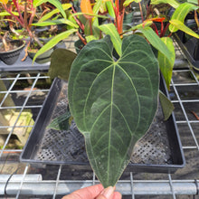 Load image into Gallery viewer, Anthurium Ace Of Spades X Papillilaminum, Exact Plant Ships Nationwide