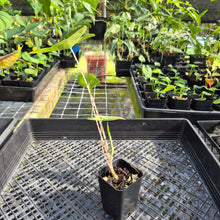 Load image into Gallery viewer, Alocasia Zebrina Aurea variegated exact plant, Fedex 2day*