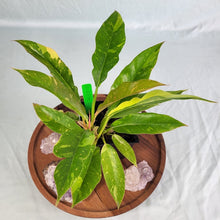 Load image into Gallery viewer, Philodendron Ring Of Fire Variegated 4" pot, Fedex 2 day*