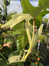 Load image into Gallery viewer, Philodendron Golden Dragon Variegated exact plant, Fedex 2day*