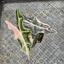Load image into Gallery viewer, Alocasia nobilis pink Variegated Ships Nationwide