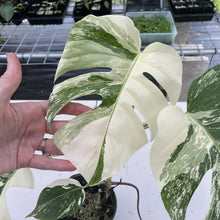 Load image into Gallery viewer, Monstera Borsigiana Albo Deliciosa Variegated exact plant, Fedex 2day*