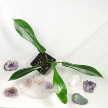 Load image into Gallery viewer, Philodendron Joepii, 2.5” pot, Fedex 2 day*