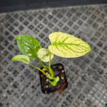 Load image into Gallery viewer, monstera deliciosa mint Exact Plant Variegated Ships Nationwide