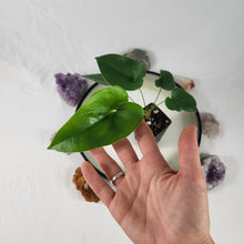 Load image into Gallery viewer, Anthurium Brownii 2.5" pot, Fedex 2day*
