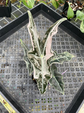 Load image into Gallery viewer, Alocasia nobilis pink Variegated Ships Nationwide