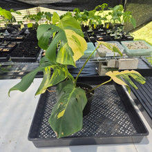 Load image into Gallery viewer, Monstera Borsigiana Aurea, Exact Plant Variegated Ships Nationwide