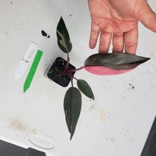 Load image into Gallery viewer, Philodendron Pink Princess, Exact Plant Variegated Ships Nationwide