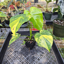 Load image into Gallery viewer, Monstera Marilyn Variegated, Exact Plant Ships Nationwide.