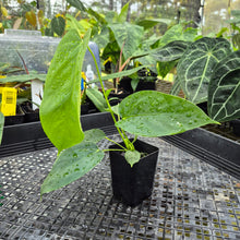Load image into Gallery viewer, Anthurium Warocqueanum x noid, Exact Plant Ships Nationwide
