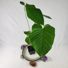 Load image into Gallery viewer, Anthurium Propinquum, Exact Plant Ships Nationwide