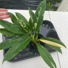 Load image into Gallery viewer, Philodendron Wend Imbe Variegated exact plant, Fedex 2day*