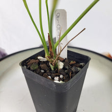 Load image into Gallery viewer, Anthurium Brownii 2.5" pot, Fedex 2day*
