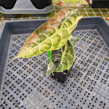 Load image into Gallery viewer, Alocasia Watsoniana Albo/Pink Variegated, Exact Plant Ships Nationwide