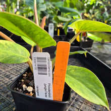 Load image into Gallery viewer, Philodendron Jungle Fever , Exact Plant Variegated Ships Nationwide