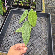 Load image into Gallery viewer, Anthurium Sp. Limon, Exact Plant Ships Nationwide