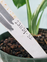 Load image into Gallery viewer, Odora Okinawa Silver, Exact Plant, variegated Alocasia