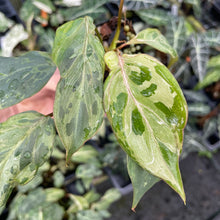 Load image into Gallery viewer, Philodendron Gloriosum Snow Leopard variegated 2.5" pot, FedEx 2day*