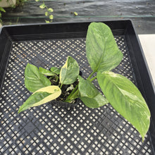 Load image into Gallery viewer, Monstera Lechleriana Variegated exact plant, Fedex 2day*