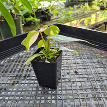 Load image into Gallery viewer, Philodendron Gloriosum, Dark Form, Exact Plant Ships Nationwide