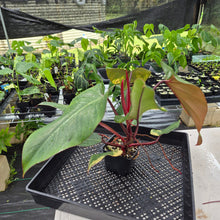 Load image into Gallery viewer, Philodendron Strawberry Shake Variegated exact plant, Fedex 2day*