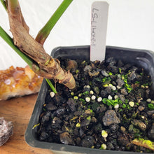 Load image into Gallery viewer, Philodendron Sodiroi True Form 4" pot, Fedex 2 day*