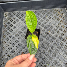 Load image into Gallery viewer, Monstera Peru "Karstenianum", Exact Plant Variegated Ships Nationwide