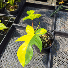 Load image into Gallery viewer, Philodendron Florida Beauty Variegated exact plant, Fedex 2day