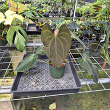 Load image into Gallery viewer, Anthurium Ace Of Spades X Papillilaminum exact plant, Fedex 2day*