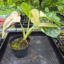 Load image into Gallery viewer, Monstera Borsigiana Albo Deliciosa, Exact Plant Variegated Ships Nationwide