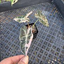 Load image into Gallery viewer, Alocasia nobilis pink Variegated Ships Nationwide